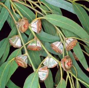 Eucalyptus globuleux BIO